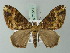  ( - BC ZSM Lep 71517)  @15 [ ] CreativeCommons - Attribution Non-Commercial Share-Alike (2015) Axel Hausmann/Bavarian State Collection of Zoology (ZSM) SNSB, Zoologische Staatssammlung Muenchen
