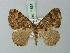  (Cosmorhoe dispar - BC ZSM Lep 71551)  @14 [ ] CreativeCommons - Attribution Non-Commercial Share-Alike (2015) Axel Hausmann/Bavarian State Collection of Zoology (ZSM) SNSB, Zoologische Staatssammlung Muenchen
