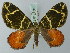  ( - BC ZSM Lep 71567)  @11 [ ] CreativeCommons - Attribution Non-Commercial Share-Alike (2015) Axel Hausmann/Bavarian State Collection of Zoology (ZSM) SNSB, Zoologische Staatssammlung Muenchen