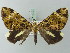 ( - BC ZSM Lep 71571)  @11 [ ] CreativeCommons - Attribution Non-Commercial Share-Alike (2015) Axel Hausmann/Bavarian State Collection of Zoology (ZSM) SNSB, Zoologische Staatssammlung Muenchen