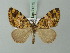  (Hydriomena cydra - BC ZSM Lep 71575)  @14 [ ] CreativeCommons - Attribution Non-Commercial Share-Alike (2015) Axel Hausmann/Bavarian State Collection of Zoology (ZSM) SNSB, Zoologische Staatssammlung Muenchen