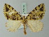  (Hydriomena roseostrigata - BC ZSM Lep 71579)  @11 [ ] CreativeCommons - Attribution Non-Commercial Share-Alike (2015) Axel Hausmann/Bavarian State Collection of Zoology (ZSM) SNSB, Zoologische Staatssammlung Muenchen