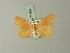  (Eubaphe integra - BC ZSM Lep 71600)  @11 [ ] CreativeCommons - Attribution Non-Commercial Share-Alike (2015) Axel Hausmann/Bavarian State Collection of Zoology (ZSM) SNSB, Zoologische Staatssammlung Muenchen