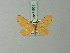  (Eubaphe tripunctata - BC ZSM Lep 71601)  @11 [ ] CreativeCommons - Attribution Non-Commercial Share-Alike (2015) Axel Hausmann/Bavarian State Collection of Zoology (ZSM) SNSB, Zoologische Staatssammlung Muenchen