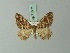  (Loxofidonia explanata - BC ZSM Lep 71602)  @11 [ ] CreativeCommons - Attribution Non-Commercial Share-Alike (2015) Axel Hausmann/Bavarian State Collection of Zoology (ZSM) SNSB, Zoologische Staatssammlung Muenchen