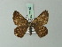  (Erateina brunonaria - BC ZSM Lep 71607)  @11 [ ] CreativeCommons - Attribution Non-Commercial Share-Alike (2015) Axel Hausmann/Bavarian State Collection of Zoology (ZSM) SNSB, Zoologische Staatssammlung Muenchen