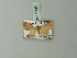  (Pomasia axis - BC ZSM Lep 71623)  @11 [ ] CreativeCommons - Attribution Non-Commercial Share-Alike (2015) Axel Hausmann/Bavarian State Collection of Zoology (ZSM) SNSB, Zoologische Staatssammlung Muenchen