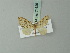  ( - BC ZSM Lep 71625)  @11 [ ] CreativeCommons - Attribution Non-Commercial Share-Alike (2015) Axel Hausmann/Bavarian State Collection of Zoology (ZSM) SNSB, Zoologische Staatssammlung Muenchen