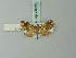  ( - BC ZSM Lep 71626)  @11 [ ] CreativeCommons - Attribution Non-Commercial Share-Alike (2015) Axel Hausmann/Bavarian State Collection of Zoology (ZSM) SNSB, Zoologische Staatssammlung Muenchen