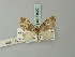  (Psaliodes antesignata - BC ZSM Lep 71627)  @11 [ ] CreativeCommons - Attribution Non-Commercial Share-Alike (2015) Axel Hausmann/Bavarian State Collection of Zoology (ZSM) SNSB, Zoologische Staatssammlung Muenchen
