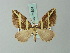 (Psaliodes samaniegoi - BC ZSM Lep 71631)  @15 [ ] CreativeCommons - Attribution Non-Commercial Share-Alike (2015) Axel Hausmann/Bavarian State Collection of Zoology (ZSM) SNSB, Zoologische Staatssammlung Muenchen