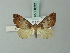  (Psaliodes saja - BC ZSM Lep 71632)  @14 [ ] CreativeCommons - Attribution Non-Commercial Share-Alike (2015) Axel Hausmann/Bavarian State Collection of Zoology (ZSM) SNSB, Zoologische Staatssammlung Muenchen