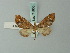  ( - BC ZSM Lep 71635)  @11 [ ] CreativeCommons - Attribution Non-Commercial Share-Alike (2015) Axel Hausmann/Bavarian State Collection of Zoology (ZSM) SNSB, Zoologische Staatssammlung Muenchen