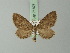  ( - BC ZSM Lep 71827)  @11 [ ] CreativeCommons - Attribution Non-Commercial Share-Alike (2015) Axel Hausmann/Bavarian State Collection of Zoology (ZSM) SNSB, Zoologische Staatssammlung Muenchen