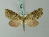  ( - BC ZSM Lep 71996)  @11 [ ] CreativeCommons - Attribution Non-Commercial Share-Alike (2015) Axel Hausmann/Bavarian State Collection of Zoology (ZSM) SNSB, Zoologische Staatssammlung Muenchen