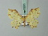  ( - BC ZSM Lep 72005)  @11 [ ] CreativeCommons - Attribution Non-Commercial Share-Alike (2015) Axel Hausmann/Bavarian State Collection of Zoology (ZSM) SNSB, Zoologische Staatssammlung Muenchen