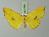  ( - BC ZSM Lep 72980)  @11 [ ] CreativeCommons - Attribution Non-Commercial Share-Alike (2015) Axel Hausmann/Bavarian State Collection of Zoology (ZSM) SNSB, Zoologische Staatssammlung Muenchen