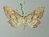  ( - BC ZSM Lep 73013)  @11 [ ] CreativeCommons - Attribution Non-Commercial Share-Alike (2015) Axel Hausmann/Bavarian State Collection of Zoology (ZSM) SNSB, Zoologische Staatssammlung Muenchen