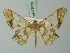  ( - BC ZSM Lep 73034)  @14 [ ] CreativeCommons - Attribution Non-Commercial Share-Alike (2015) Axel Hausmann/Bavarian State Collection of Zoology (ZSM) SNSB, Zoologische Staatssammlung Muenchen