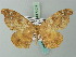  ( - BC ZSM Lep 73039)  @14 [ ] CreativeCommons - Attribution Non-Commercial Share-Alike (2015) Axel Hausmann/Bavarian State Collection of Zoology (ZSM) SNSB, Zoologische Staatssammlung Muenchen