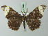  ( - BC ZSM Lep 73040)  @11 [ ] CreativeCommons - Attribution Non-Commercial Share-Alike (2015) Axel Hausmann/Bavarian State Collection of Zoology (ZSM) SNSB, Zoologische Staatssammlung Muenchen