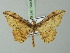  ( - BC ZSM Lep 73043)  @13 [ ] CreativeCommons - Attribution Non-Commercial Share-Alike (2015) Axel Hausmann/Bavarian State Collection of Zoology (ZSM) SNSB, Zoologische Staatssammlung Muenchen