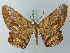 ( - BC ZSM Lep 73050)  @11 [ ] CreativeCommons - Attribution Non-Commercial Share-Alike (2015) Axel Hausmann/Bavarian State Collection of Zoology (ZSM) SNSB, Zoologische Staatssammlung Muenchen