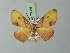  ( - BC ZSM Lep 73056)  @11 [ ] CreativeCommons - Attribution Non-Commercial Share-Alike (2015) Axel Hausmann/Bavarian State Collection of Zoology (ZSM) SNSB, Zoologische Staatssammlung Muenchen