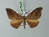  ( - BC ZSM Lep 73057)  @11 [ ] CreativeCommons - Attribution Non-Commercial Share-Alike (2015) Axel Hausmann/Bavarian State Collection of Zoology (ZSM) SNSB, Zoologische Staatssammlung Muenchen