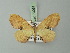 ( - BC ZSM Lep 73061)  @11 [ ] CreativeCommons - Attribution Non-Commercial Share-Alike (2015) Axel Hausmann/Bavarian State Collection of Zoology (ZSM) SNSB, Zoologische Staatssammlung Muenchen