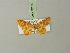  ( - BC ZSM Lep 73160)  @11 [ ] CreativeCommons - Attribution Non-Commercial Share-Alike (2015) Axel Hausmann/Bavarian State Collection of Zoology (ZSM) SNSB, Zoologische Staatssammlung Muenchen