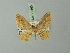  (Eois silla - BC ZSM Lep 73163)  @11 [ ] CreativeCommons - Attribution Non-Commercial Share-Alike (2015) Axel Hausmann/Bavarian State Collection of Zoology (ZSM) SNSB, Zoologische Staatssammlung Muenchen