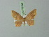  (Eois paraviolascens - BC ZSM Lep 73165)  @13 [ ] CreativeCommons - Attribution Non-Commercial Share-Alike (2015) Axel Hausmann/Bavarian State Collection of Zoology (ZSM) SNSB, Zoologische Staatssammlung Muenchen