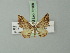  (Eois veniliata - BC ZSM Lep 73168)  @11 [ ] CreativeCommons - Attribution Non-Commercial Share-Alike (2015) Axel Hausmann/Bavarian State Collection of Zoology (ZSM) SNSB, Zoologische Staatssammlung Muenchen