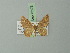  (Eois lunifera - BC ZSM Lep 73173)  @11 [ ] CreativeCommons - Attribution Non-Commercial Share-Alike (2015) Axel Hausmann/Bavarian State Collection of Zoology (ZSM) SNSB, Zoologische Staatssammlung Muenchen