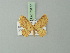  (Eois amydroscia - BC ZSM Lep 73177)  @11 [ ] CreativeCommons - Attribution Non-Commercial Share-Alike (2015) Axel Hausmann/Bavarian State Collection of Zoology (ZSM) SNSB, Zoologische Staatssammlung Muenchen
