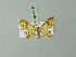  (Eois golosata - BC ZSM Lep 73180)  @13 [ ] CreativeCommons - Attribution Non-Commercial Share-Alike (2015) Axel Hausmann/Bavarian State Collection of Zoology (ZSM) SNSB, Zoologische Staatssammlung Muenchen