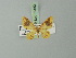  ( - BC ZSM Lep 73182)  @11 [ ] CreativeCommons - Attribution Non-Commercial Share-Alike (2015) Axel Hausmann/Bavarian State Collection of Zoology (ZSM) SNSB, Zoologische Staatssammlung Muenchen