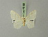  (Leucoctenorrhoe quadrilinea - BC ZSM Lep 73188)  @11 [ ] CreativeCommons - Attribution Non-Commercial Share-Alike (2015) Axel Hausmann/Bavarian State Collection of Zoology (ZSM) SNSB, Zoologische Staatssammlung Muenchen