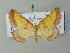  ( - BC ZSM Lep 73204)  @11 [ ] CreativeCommons - Attribution Non-Commercial Share-Alike (2015) Axel Hausmann/Bavarian State Collection of Zoology (ZSM) SNSB, Zoologische Staatssammlung Muenchen