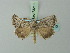  ( - BC ZSM Lep 73210)  @11 [ ] CreativeCommons - Attribution Non-Commercial Share-Alike (2015) Axel Hausmann/Bavarian State Collection of Zoology (ZSM) SNSB, Zoologische Staatssammlung Muenchen
