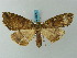 ( - BC ZSM Lep 73217)  @11 [ ] CreativeCommons - Attribution Non-Commercial Share-Alike (2015) Axel Hausmann/Bavarian State Collection of Zoology (ZSM) SNSB, Zoologische Staatssammlung Muenchen