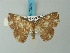  ( - BC ZSM Lep 73239)  @11 [ ] CreativeCommons - Attribution Non-Commercial Share-Alike (2015) Axel Hausmann/Bavarian State Collection of Zoology (ZSM) SNSB, Zoologische Staatssammlung Muenchen