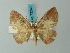  ( - BC ZSM Lep 73249)  @11 [ ] CreativeCommons - Attribution Non-Commercial Share-Alike (2015) Axel Hausmann/Bavarian State Collection of Zoology (ZSM) SNSB, Zoologische Staatssammlung Muenchen