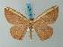  ( - BC ZSM Lep 73251)  @11 [ ] CreativeCommons - Attribution Non-Commercial Share-Alike (2015) Axel Hausmann/Bavarian State Collection of Zoology (ZSM) SNSB, Zoologische Staatssammlung Muenchen