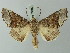 ( - BC ZSM Lep 73645)  @15 [ ] CreativeCommons - Attribution Non-Commercial Share-Alike (2015) Axel Hausmann/Bavarian State Collection of Zoology (ZSM) SNSB, Zoologische Staatssammlung Muenchen