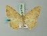  (Probithia postvittata - BC ZSM Lep 73659)  @11 [ ] CreativeCommons - Attribution Non-Commercial Share-Alike (2015) Axel Hausmann/Bavarian State Collection of Zoology (ZSM) SNSB, Zoologische Staatssammlung Muenchen