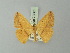  ( - BC ZSM Lep 73661)  @11 [ ] CreativeCommons - Attribution Non-Commercial Share-Alike (2015) Axel Hausmann/Bavarian State Collection of Zoology (ZSM) SNSB, Zoologische Staatssammlung Muenchen