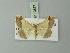  ( - BC ZSM Lep 73677)  @11 [ ] CreativeCommons - Attribution Non-Commercial Share-Alike (2015) Axel Hausmann/Bavarian State Collection of Zoology (ZSM) SNSB, Zoologische Staatssammlung Muenchen
