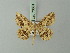  ( - BC ZSM Lep 73681)  @13 [ ] CreativeCommons - Attribution Non-Commercial Share-Alike (2015) Axel Hausmann/Bavarian State Collection of Zoology (ZSM) SNSB, Zoologische Staatssammlung Muenchen